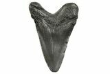 Juvenile Megalodon Tooth - South Carolina #368033-1